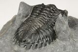 Detailed Hollardops Trilobite - Nice Eye Facets #202960-2